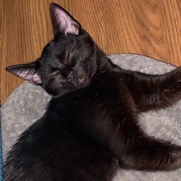 Meet your Posher, Roxanne - Picture 7 of 15